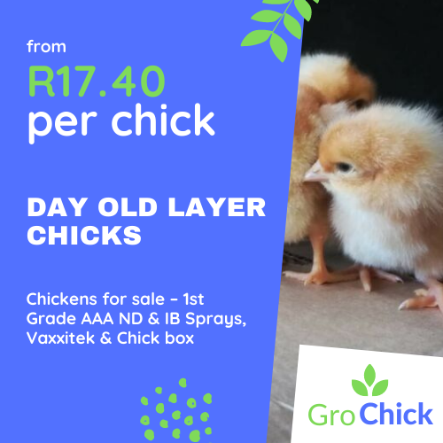 GroChick - Day old broiler chicken (3) GroChick - Day old broiler chicken (3)