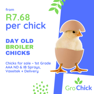 GroChick - Day old broiler day old chicks