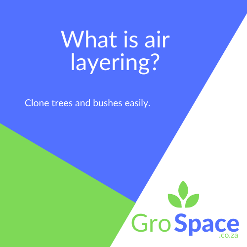 GroSpace - What is air layering?
