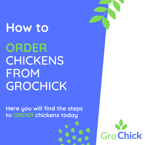How to order chickens from GroChick