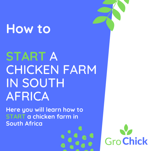 How to start a chicken farm in South Africa