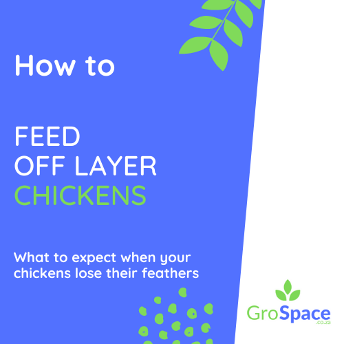 GroSpace - Off layer chickens