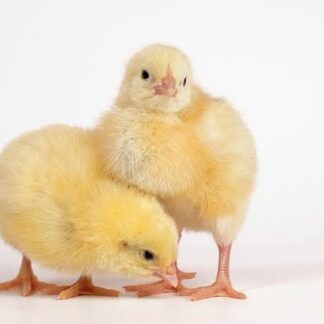 TYM Farm Broiler Chicks