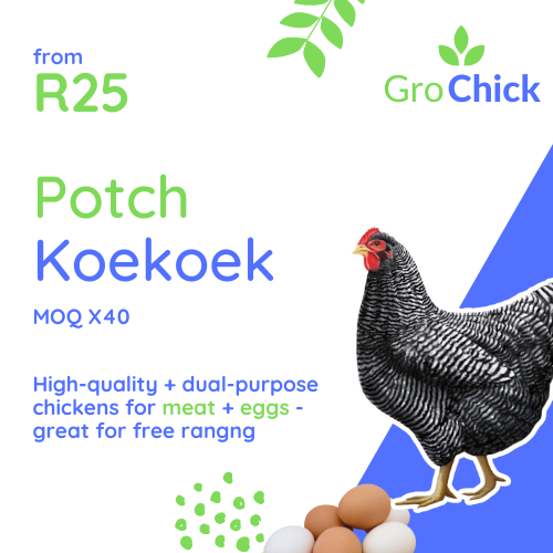 GroSpace - The Potch Koekoek GroSpace - The Potch Koekoek