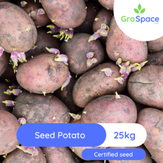 GroSpace - seed potato 25 kg certified