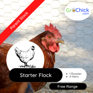 GroChick - Rhode Island Red