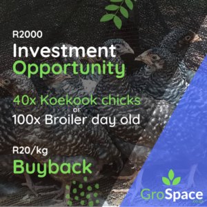 GroSpace - Investment opportunity - Chickens