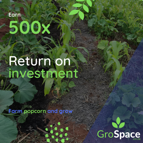 GroSpace - Farm popcorn
