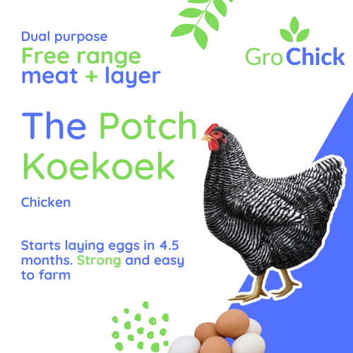 GroSpace - The Potch Koekoek.png