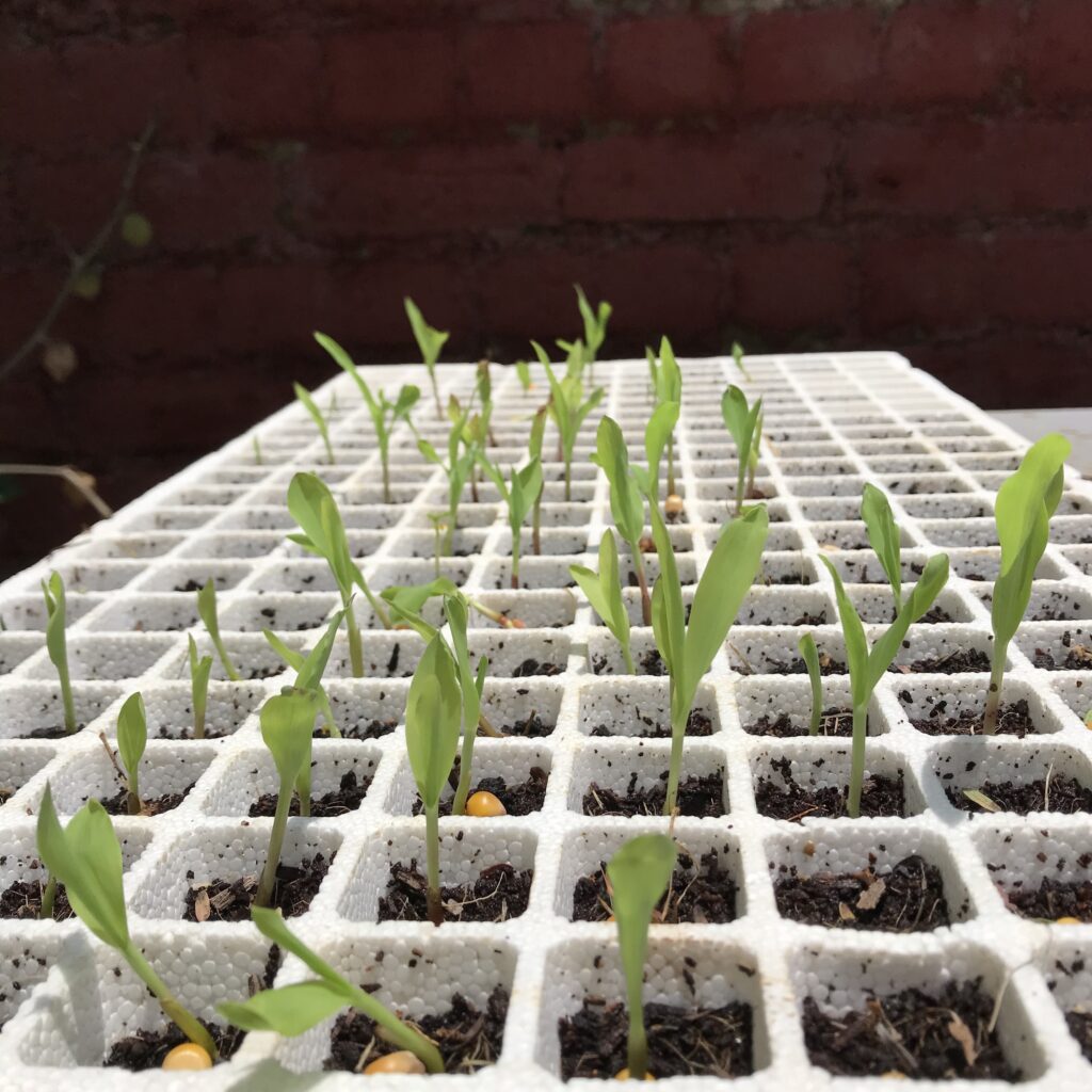 GroSpace - Popcorn seedlings