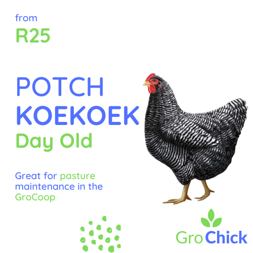 GroSpace - Potch Koekoek Day Old GroSpace - Potch Koekoek Day Old