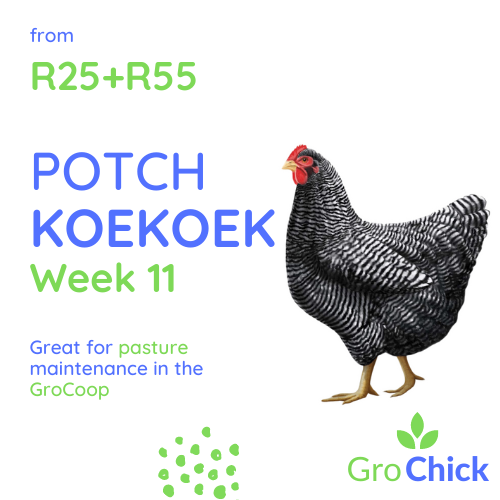 GroSpace - Potch Koekoek Week 11 GroSpace - Potch Koekoek Week 11