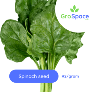 GroSpace - Spinach Seed