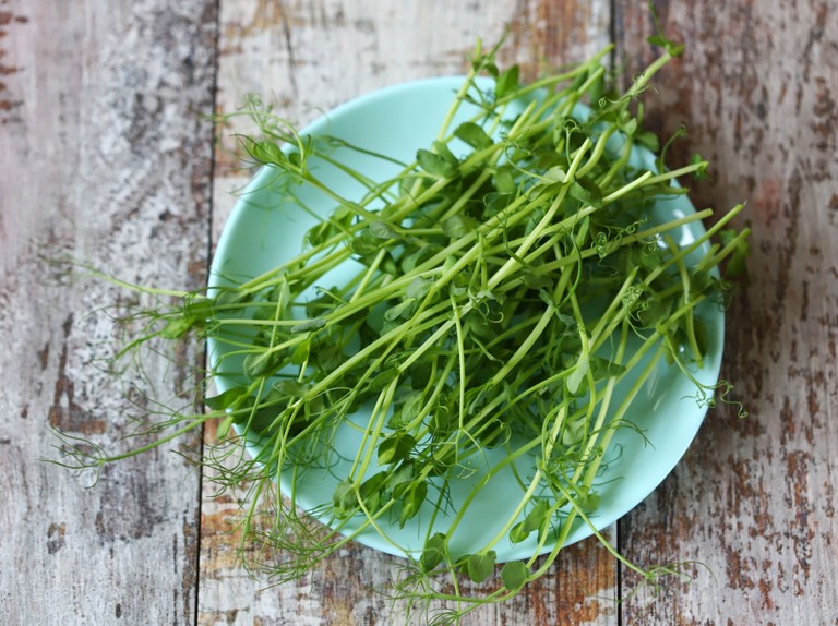 Microgreen on a plate.
