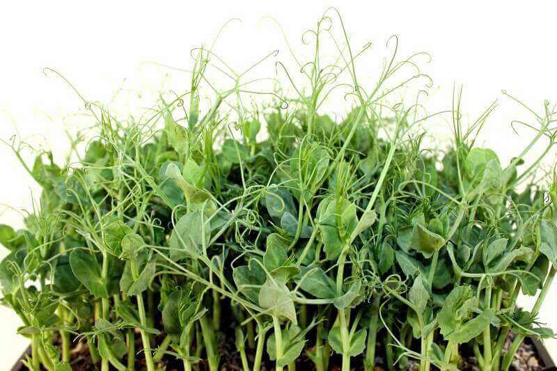 Microgreen green peas