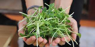 Microgreen sunflowers 2