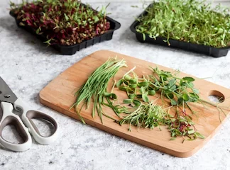 Dancing Duet Microgreens 1kg pack