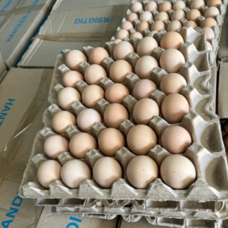 GroSpace - Broiler Fertile Eggs
