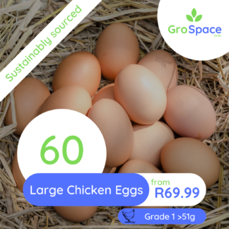 60 Large eggs >51g