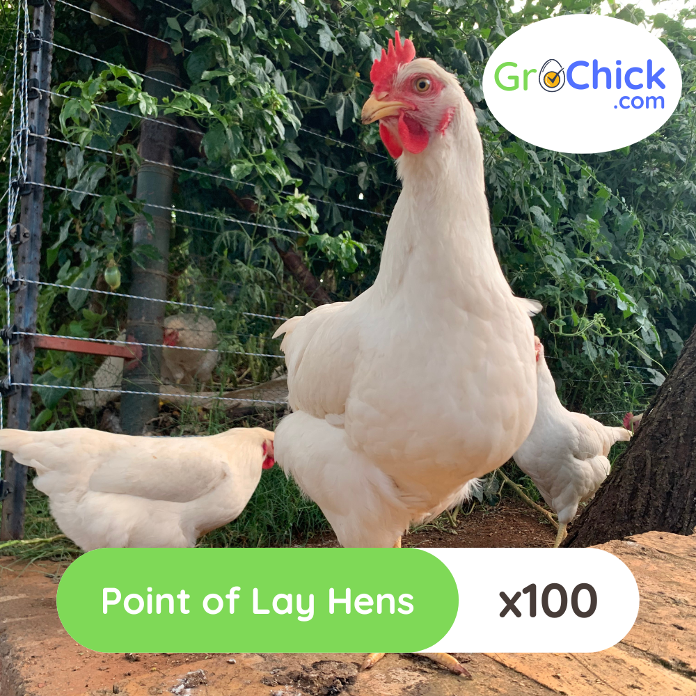 GroSpace - Point of Lay Hens (10) GroSpace - Point of Lay Hens (10)
