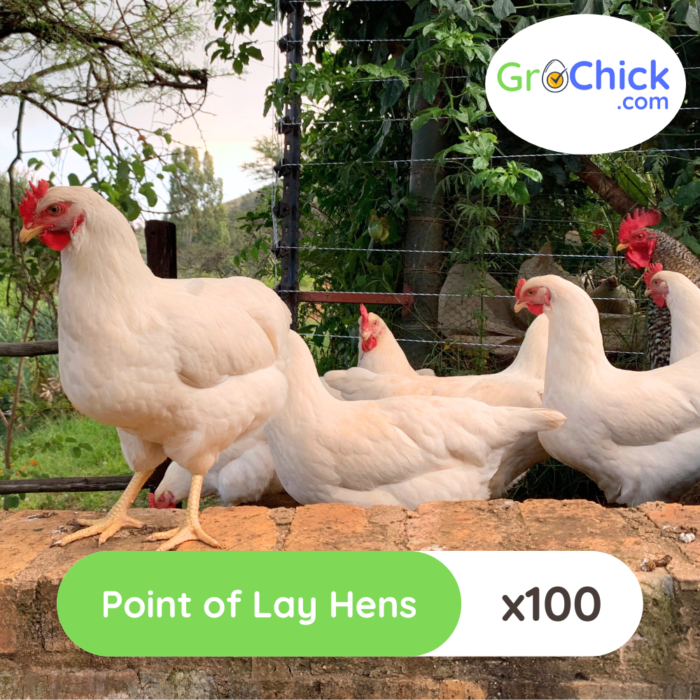 GroSpace - Point of Lay Hens (11) GroSpace - Point of Lay Hens (11)