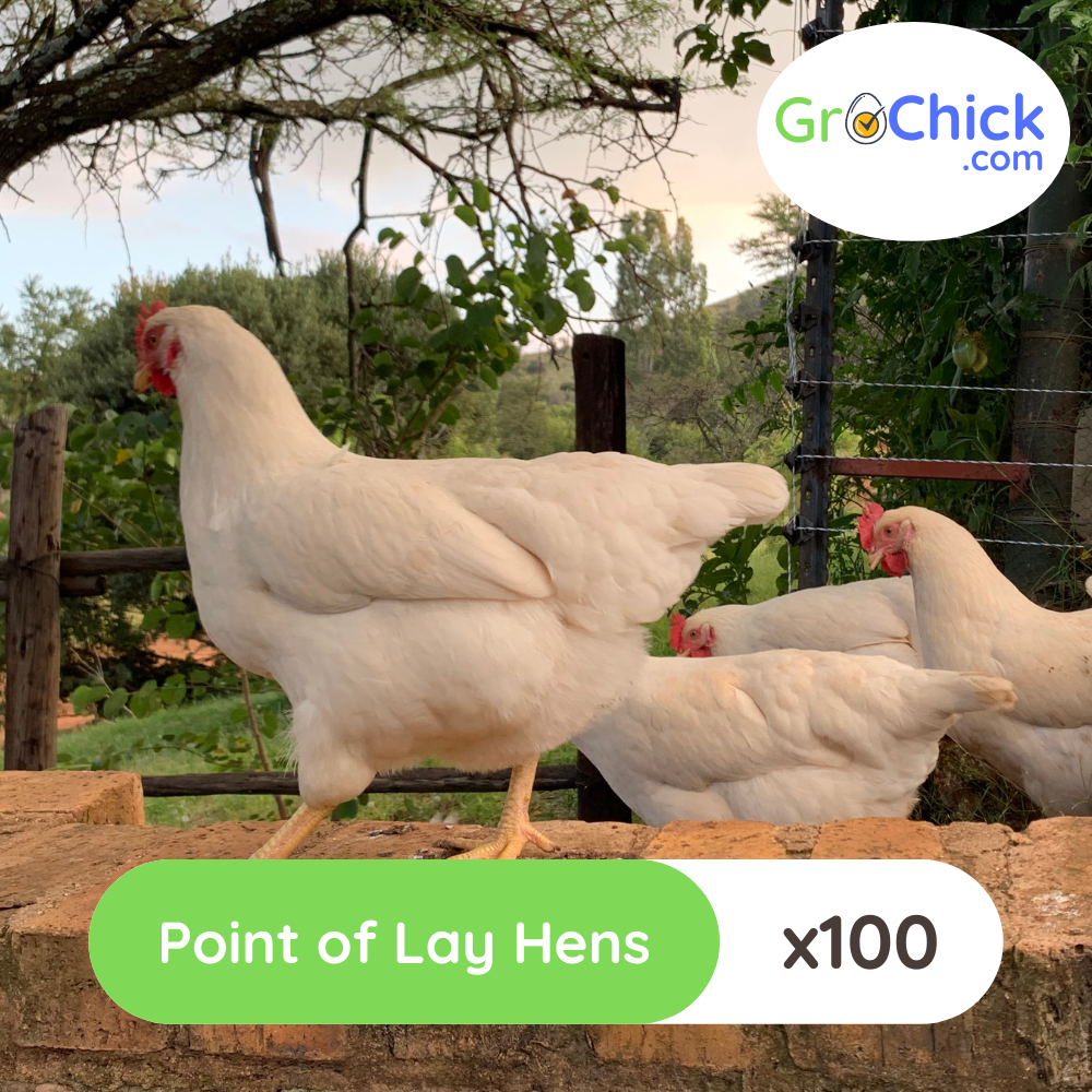 GroSpace - Point of Lay Hens (12) GroSpace - Point of Lay Hens (12)