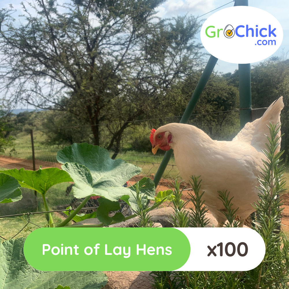 GroSpace - Point of Lay Hens (2) GroSpace - Point of Lay Hens (2)