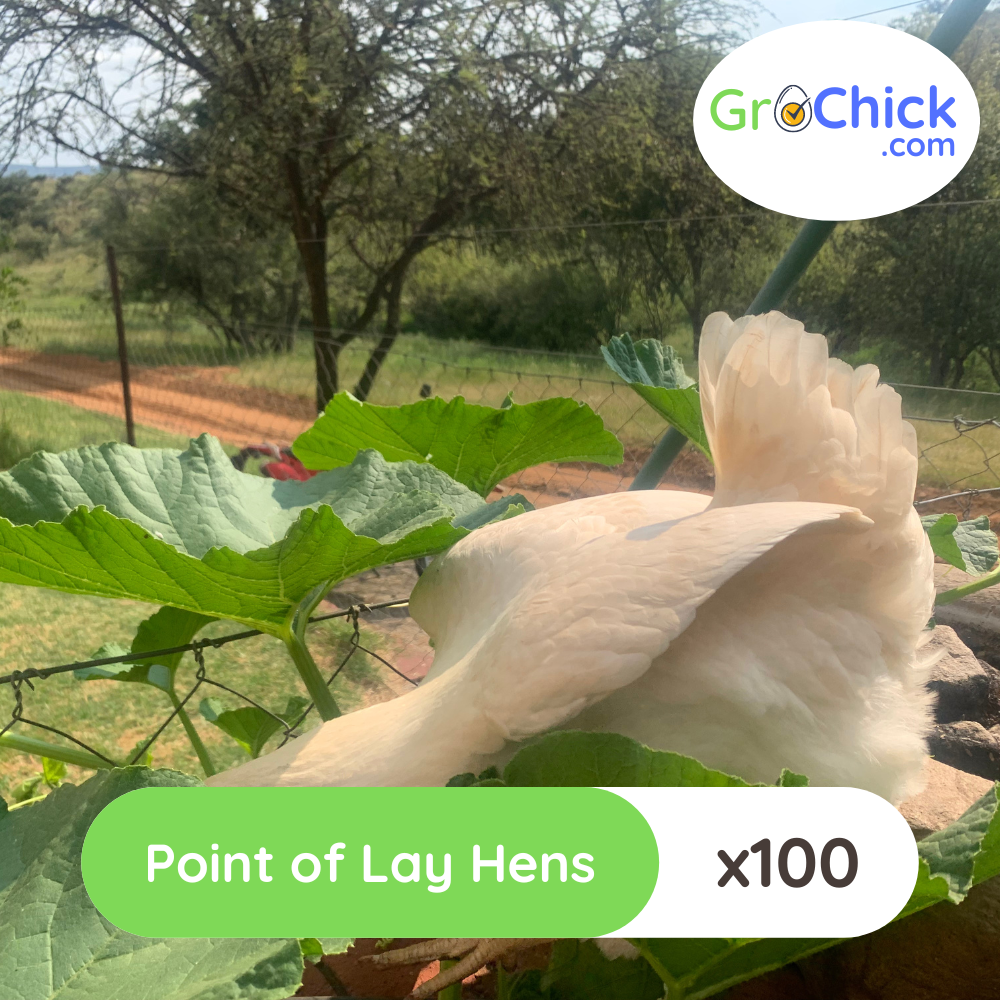 GroSpace - Point of Lay Hens (3) GroSpace - Point of Lay Hens (3)
