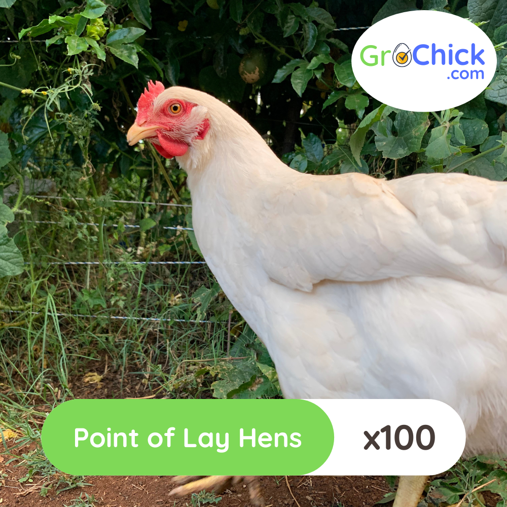 GroSpace - Point of Lay Hens (6) GroSpace - Point of Lay Hens (6)