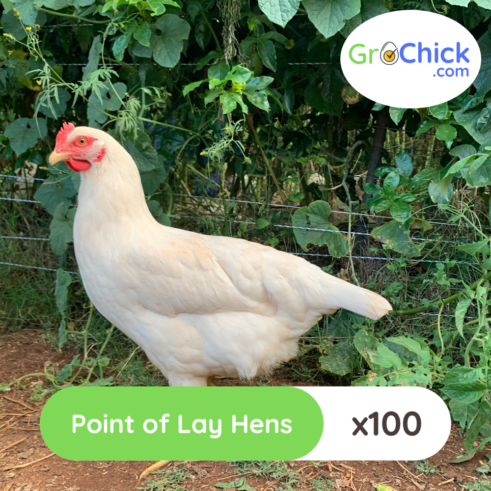 GroSpace - Point of Lay Hens (7) GroSpace - Point of Lay Hens (7)