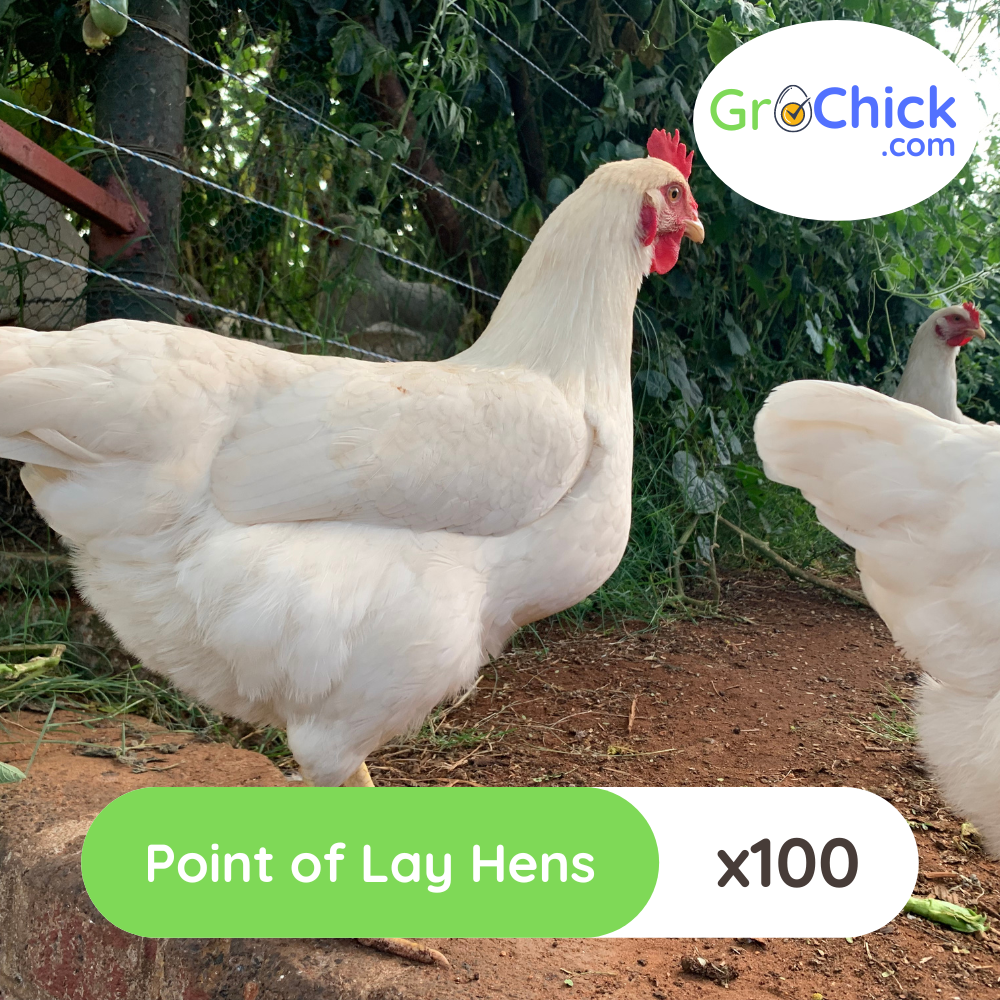 GroSpace - Point of Lay Hens (8) GroSpace - Point of Lay Hens (8)