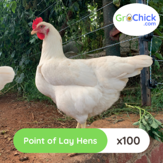 GroSpace - Point of Lay Hens (9)