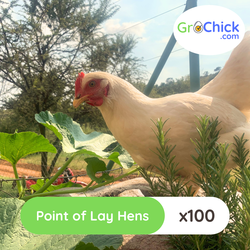 GroSpace - Point of Lay Hens GroSpace - Point of Lay Hens