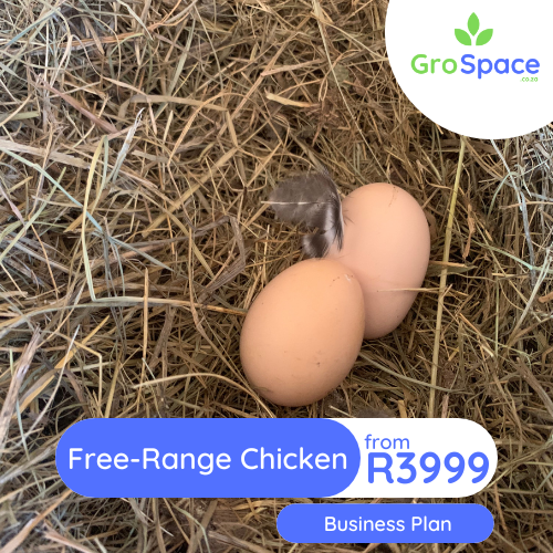 GroSpace - free range chicken egg business plan GroSpace - free range chicken egg business plan