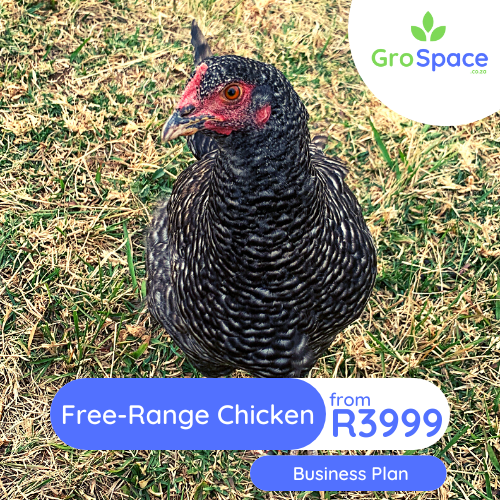 GroSpace - free range chicken egg business plan GroSpace - free range chicken egg business plan
