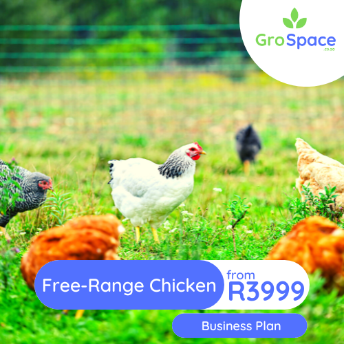 GroSpace - free range chicken egg business plan GroSpace - free range chicken egg business plan