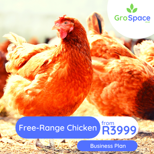 GroSpace - free range chicken egg business plan GroSpace - free range chicken egg business plan