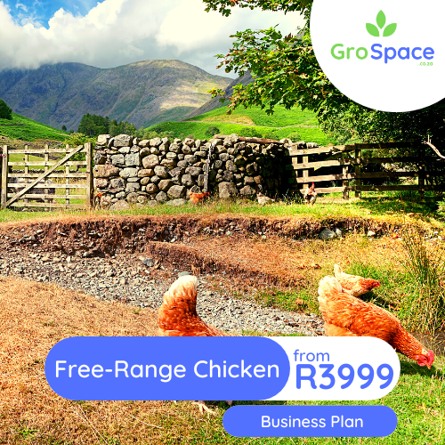 GroSpace - free range chicken egg business plan GroSpace - free range chicken egg business plan