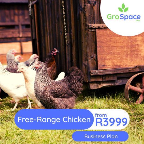 GroSpace - free range chicken egg business plan GroSpace - free range chicken egg business plan