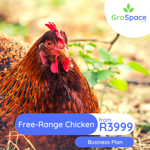 GroSpace - free range chicken egg business plan GroSpace - free range chicken egg business plan