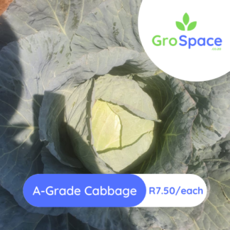 GroSpace - Cabbage A-Grade