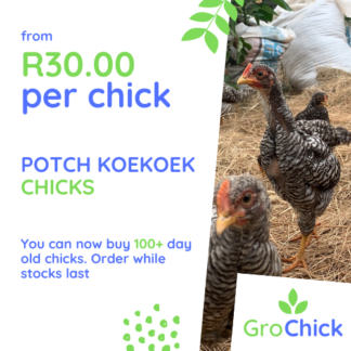 GroSpace - Potch Koekoek Chicks