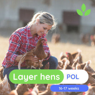 Point of lay hens 3