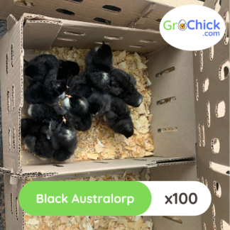 GroSpace - Black Australorp Chicks (2)