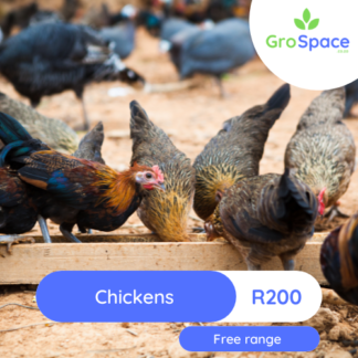 GroSpace-Free-range-chickens