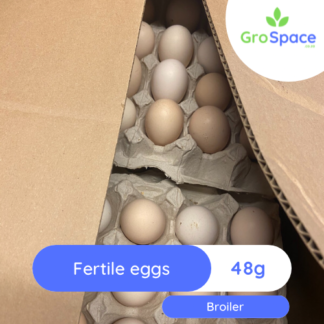 GroSpace - Broiler fertile eggs