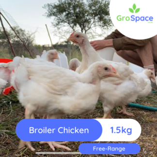 GroSpace - Free range broiler chickens