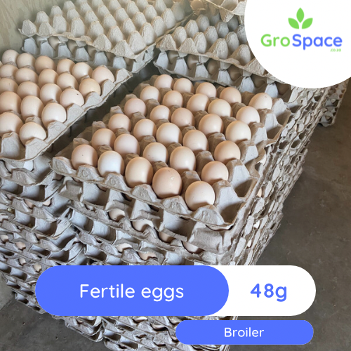GroSpace - Broiler fertile eggs