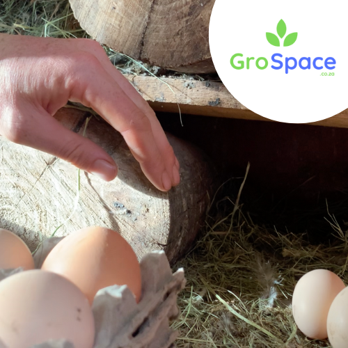 You can eat fertile eggs!