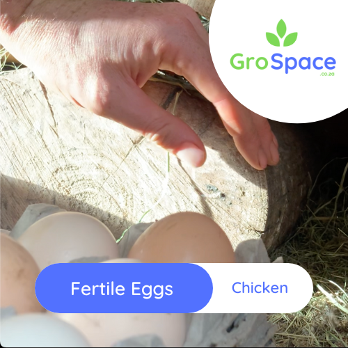 fresh free range fertile eggs